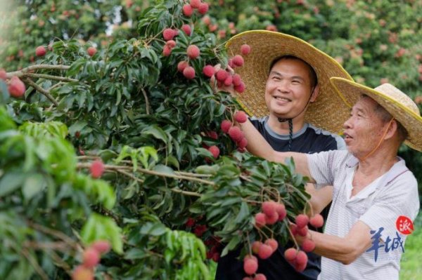 创高网 农产品电商销售连续六年全国第一！广东做对了什么？