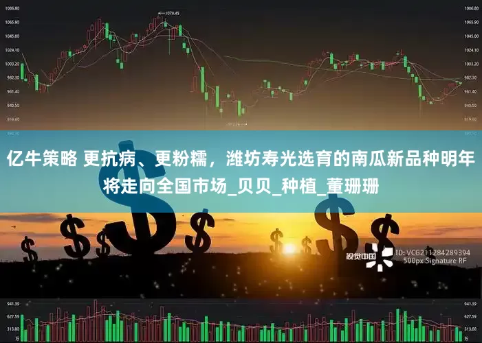 亿牛策略 更抗病、更粉糯，潍坊寿光选育的南瓜新品种明年将走向全国市场_贝贝_种植_董珊珊